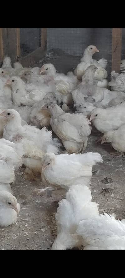 Bantum chicks