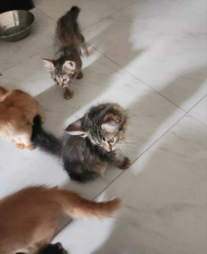 Kittens 0