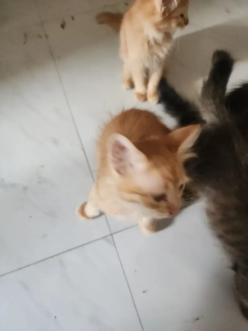 Kittens — photo 2