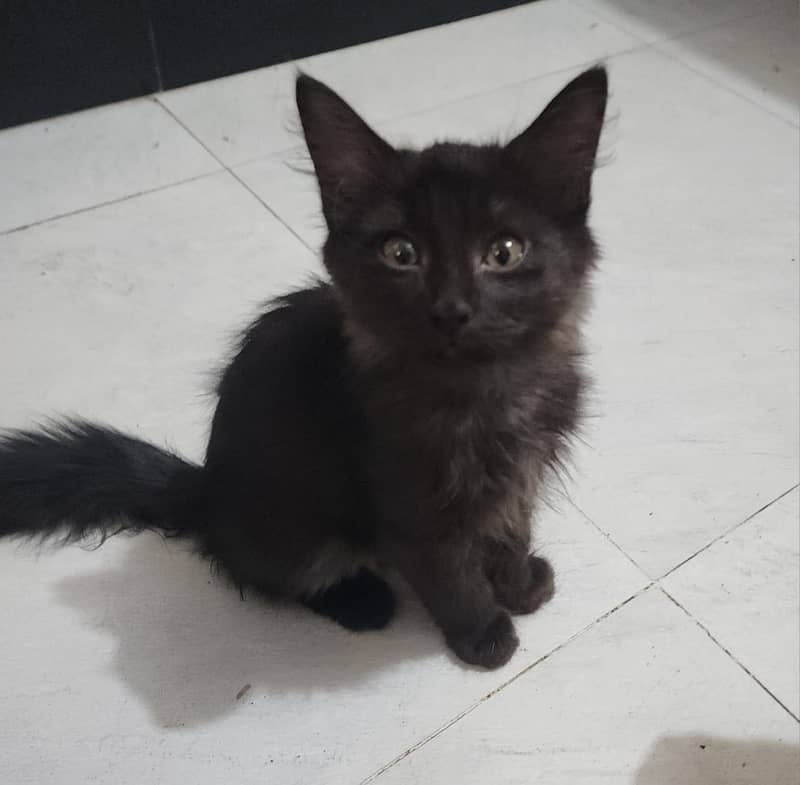 Kittens 2