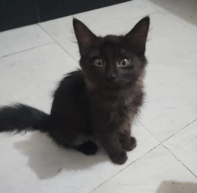 Kittens — photo 3