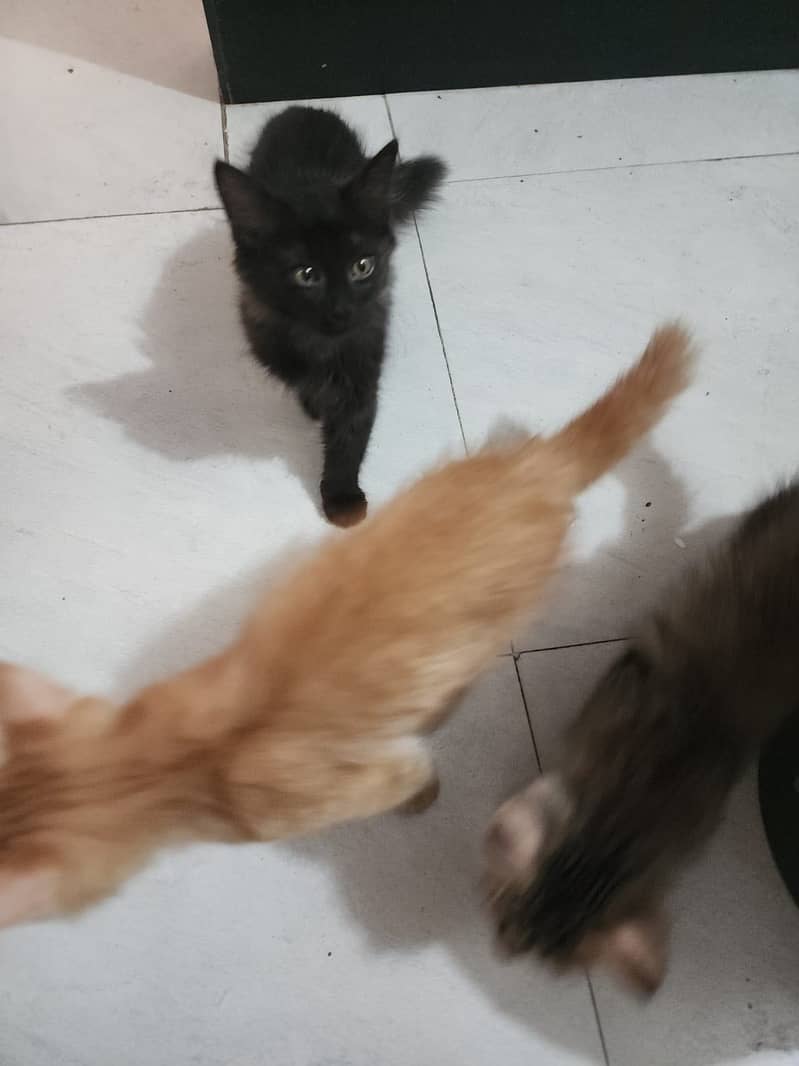Kittens 3