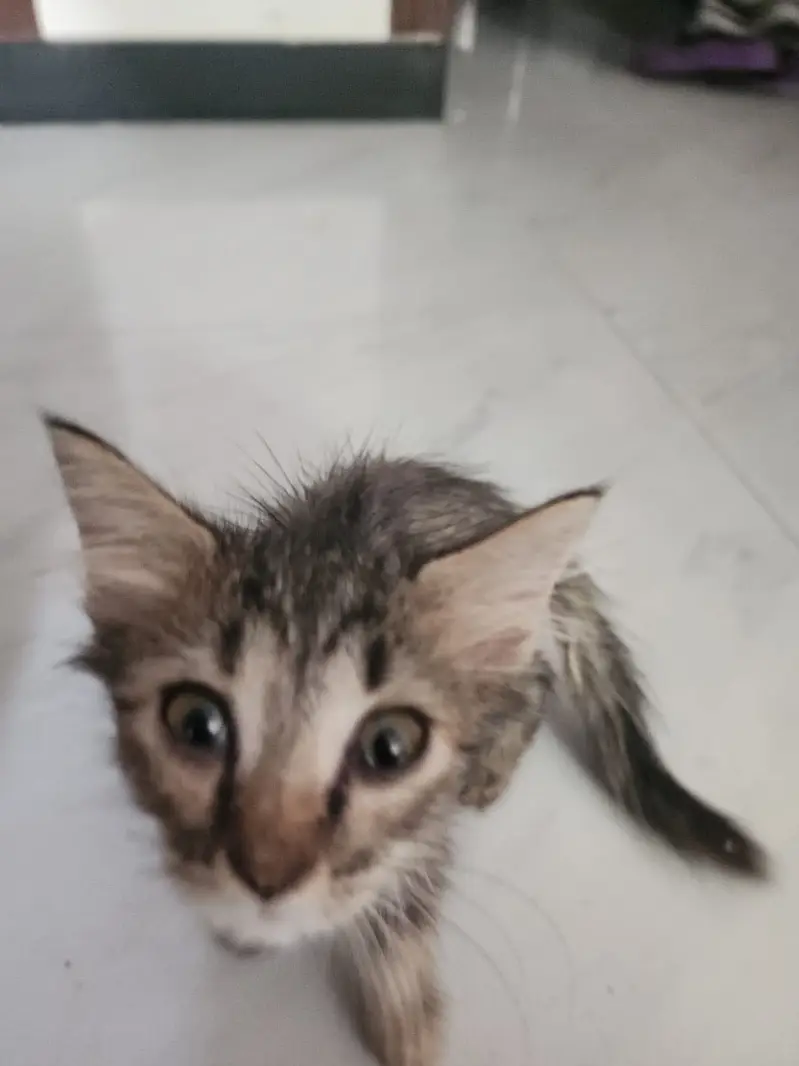 Kittens — photo 5