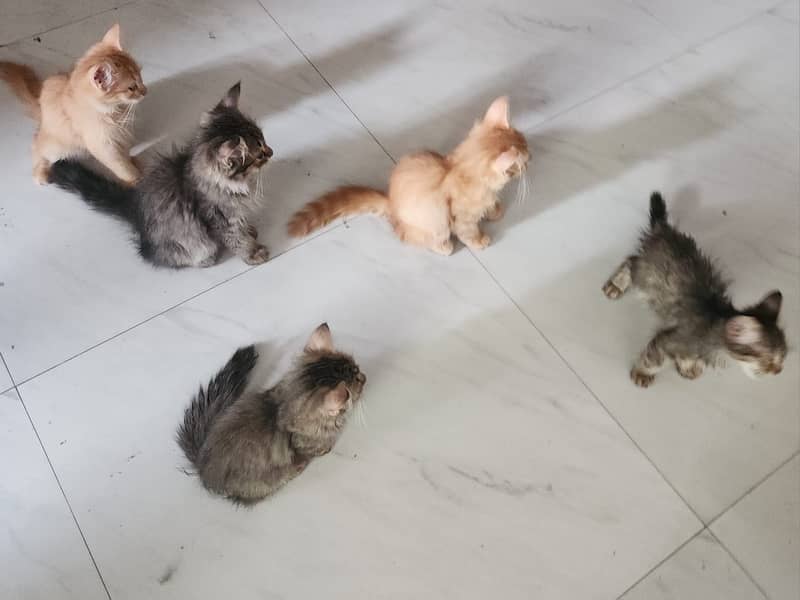 Kittens 5