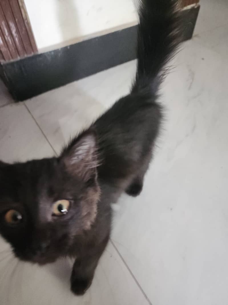 Kittens 6