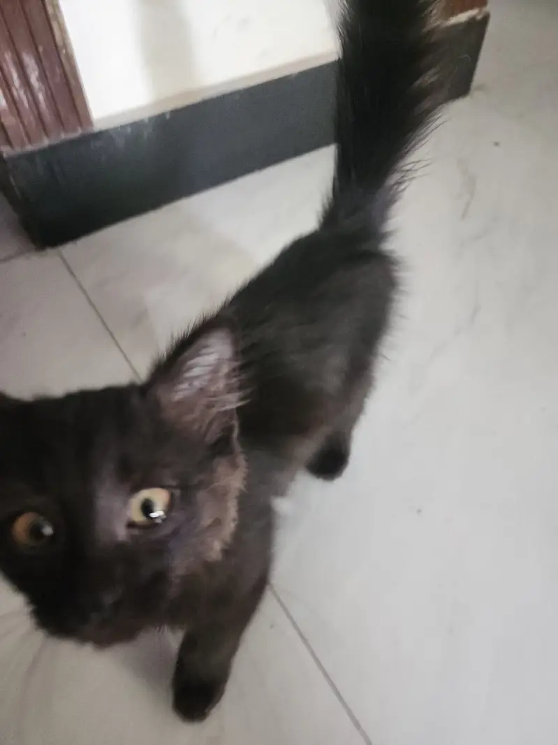 Kittens — photo 7