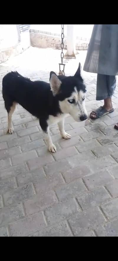 husky female dog