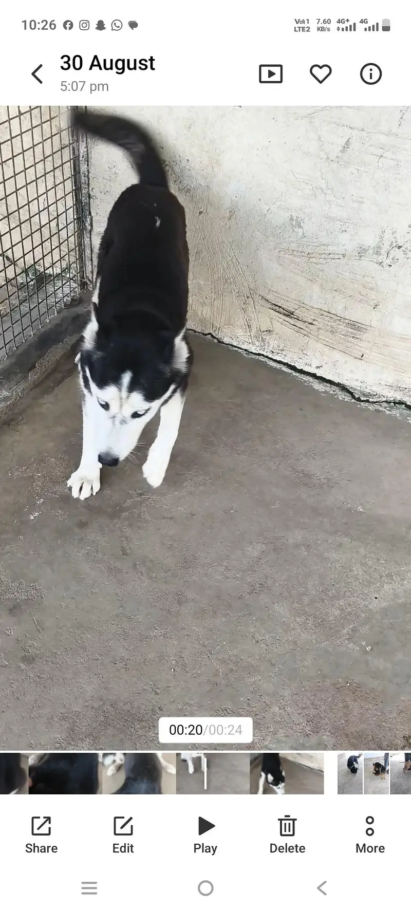 husky female dog — photo 2