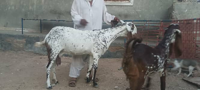 makhi cheeni bakri or path