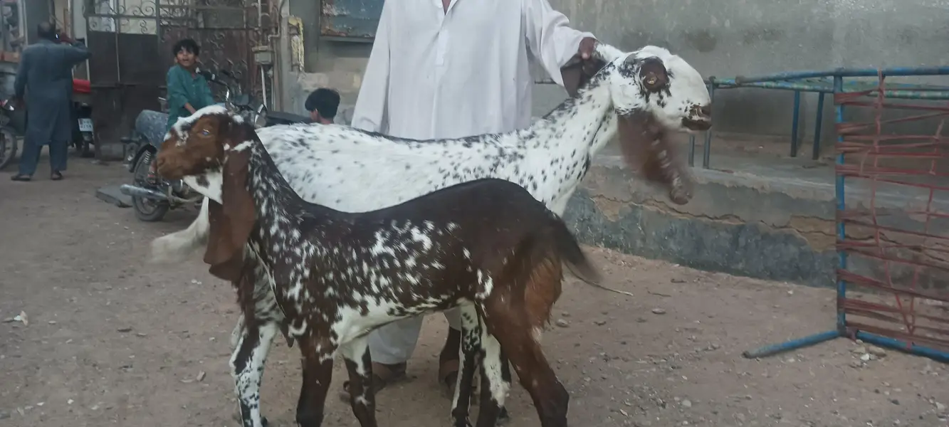 makhi cheeni bakri or path — photo 2