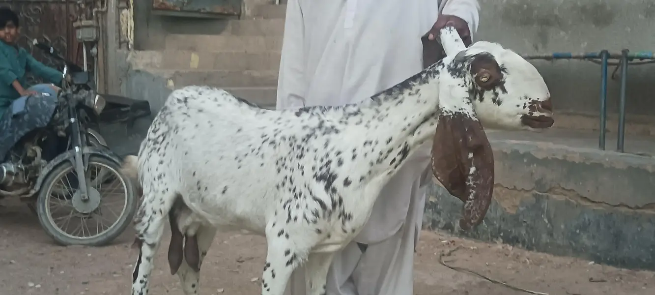 makhi cheeni bakri or path — photo 3