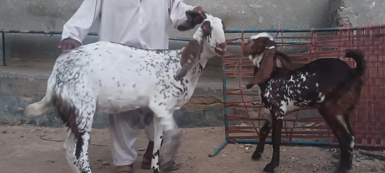 makhi cheeni bakri or path — photo 4