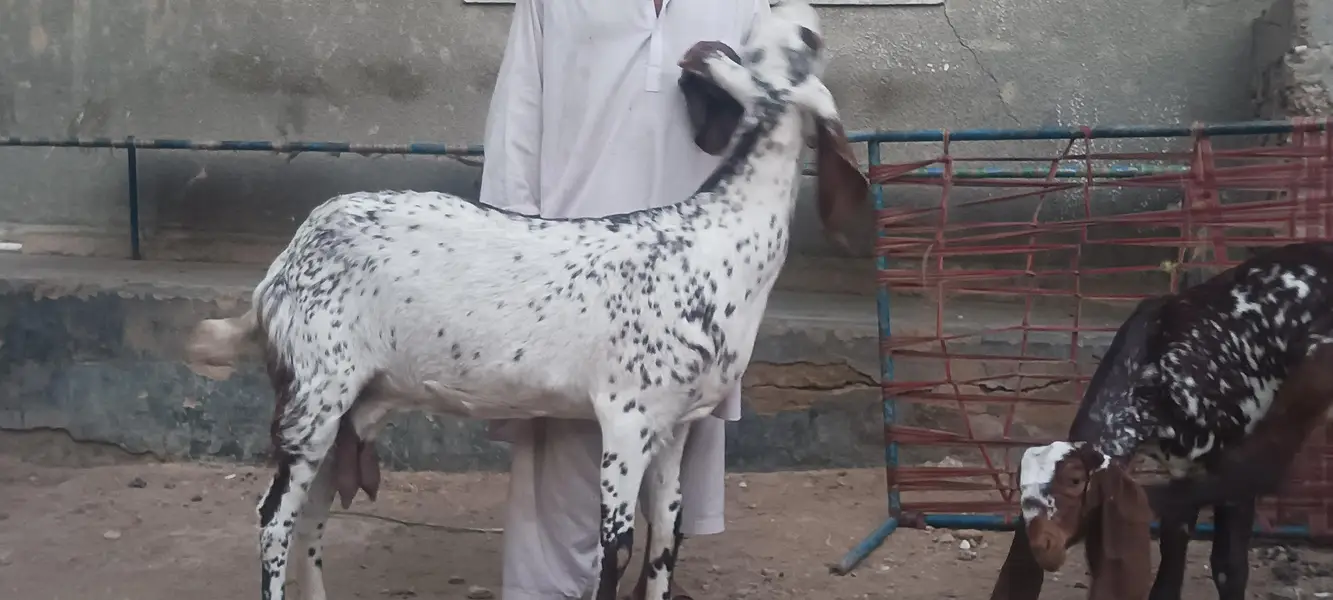 makhi cheeni bakri or path — photo 5