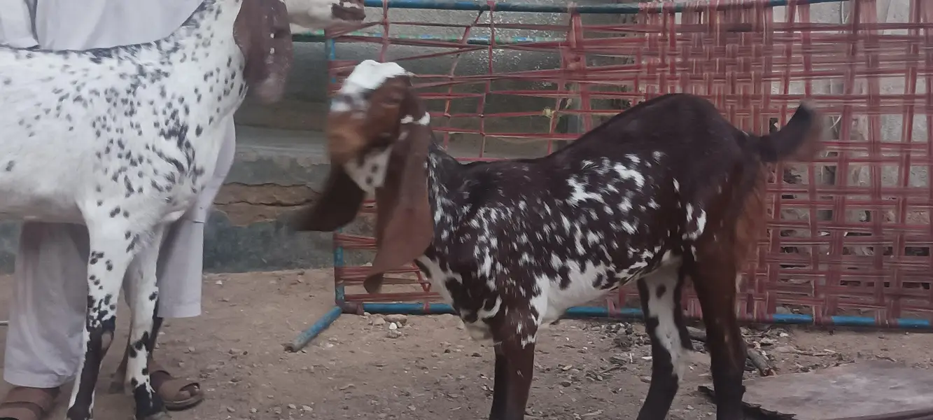 makhi cheeni bakri or path — photo 7