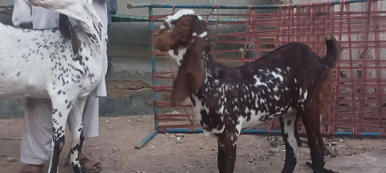 makhi cheeni bakri or path — photo 8
