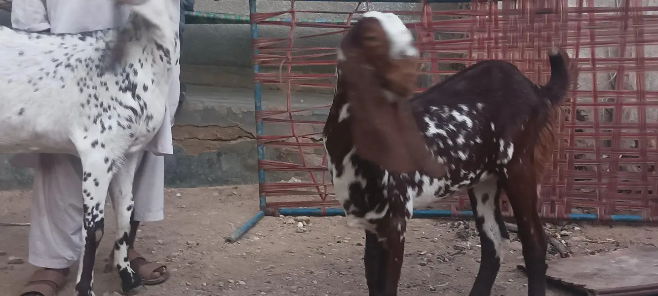 makhi cheeni bakri or path — photo 9