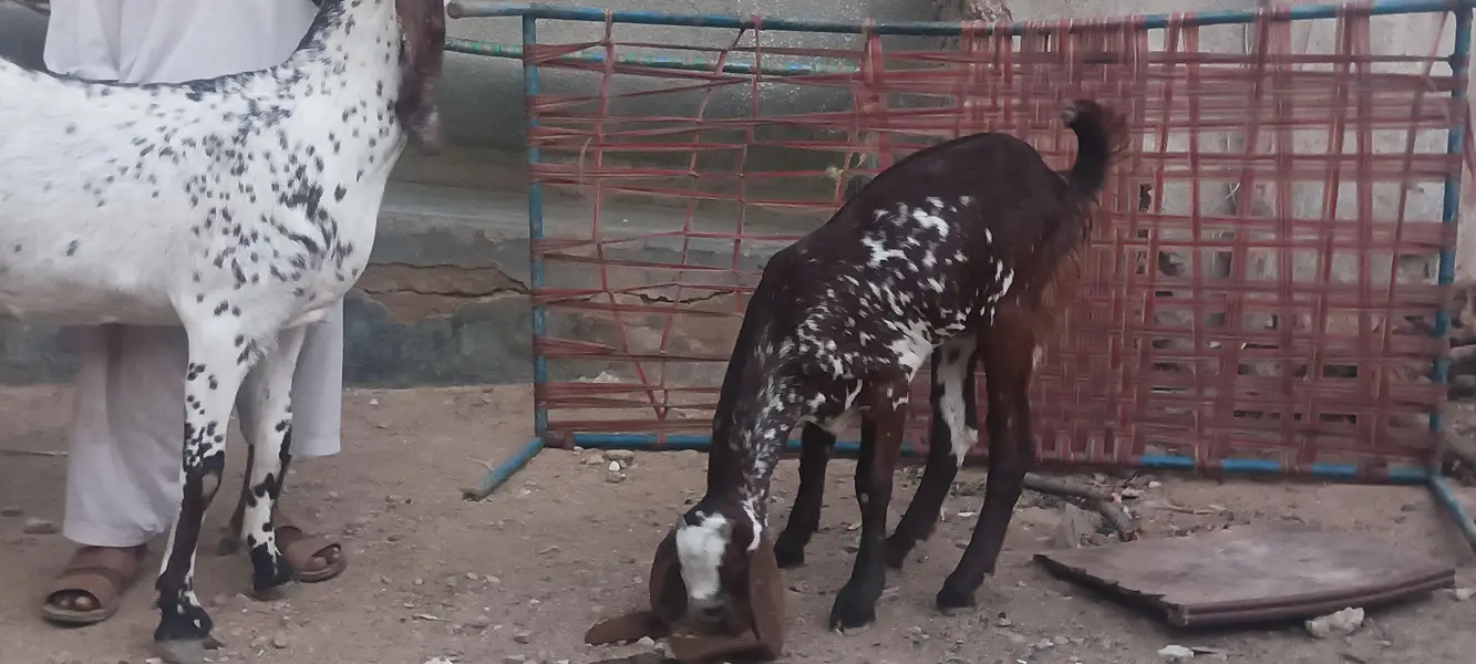 makhi cheeni bakri or path — photo 10