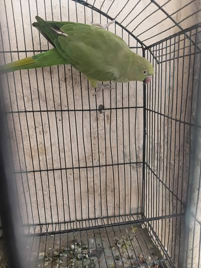 Green ring nech female moodlely talking and dancing urgent sale