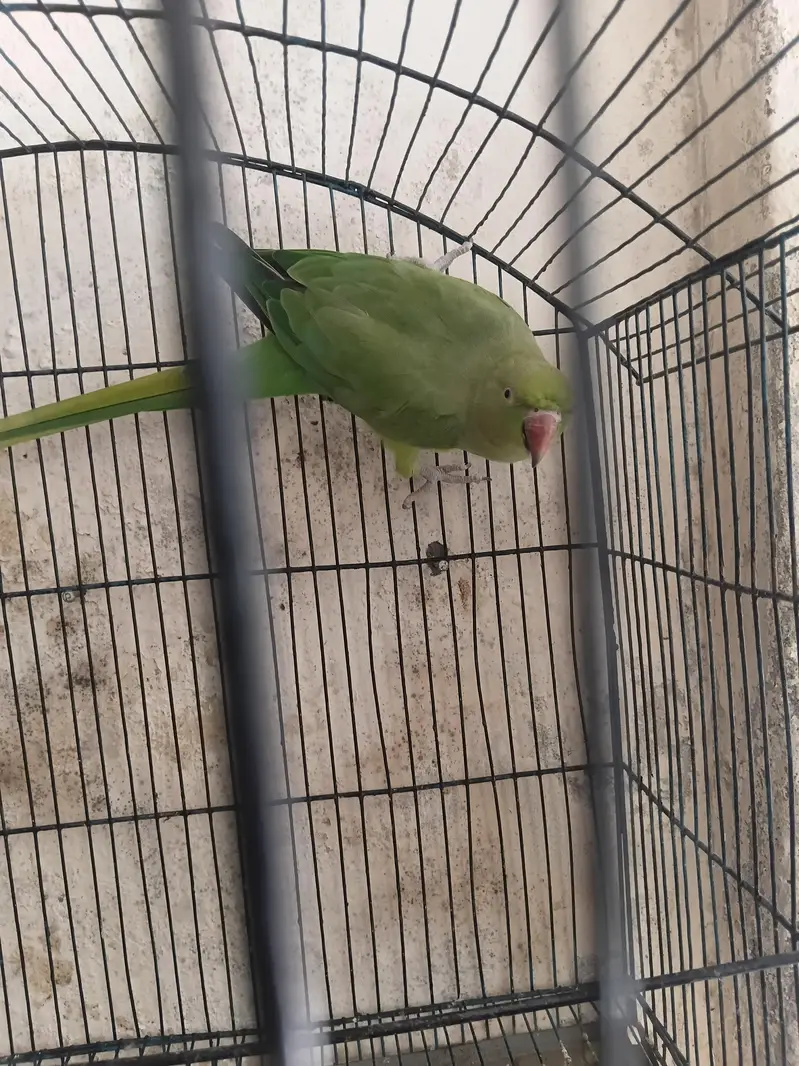 Green ring nech female moodlely talking and dancing urgent sale — photo 2
