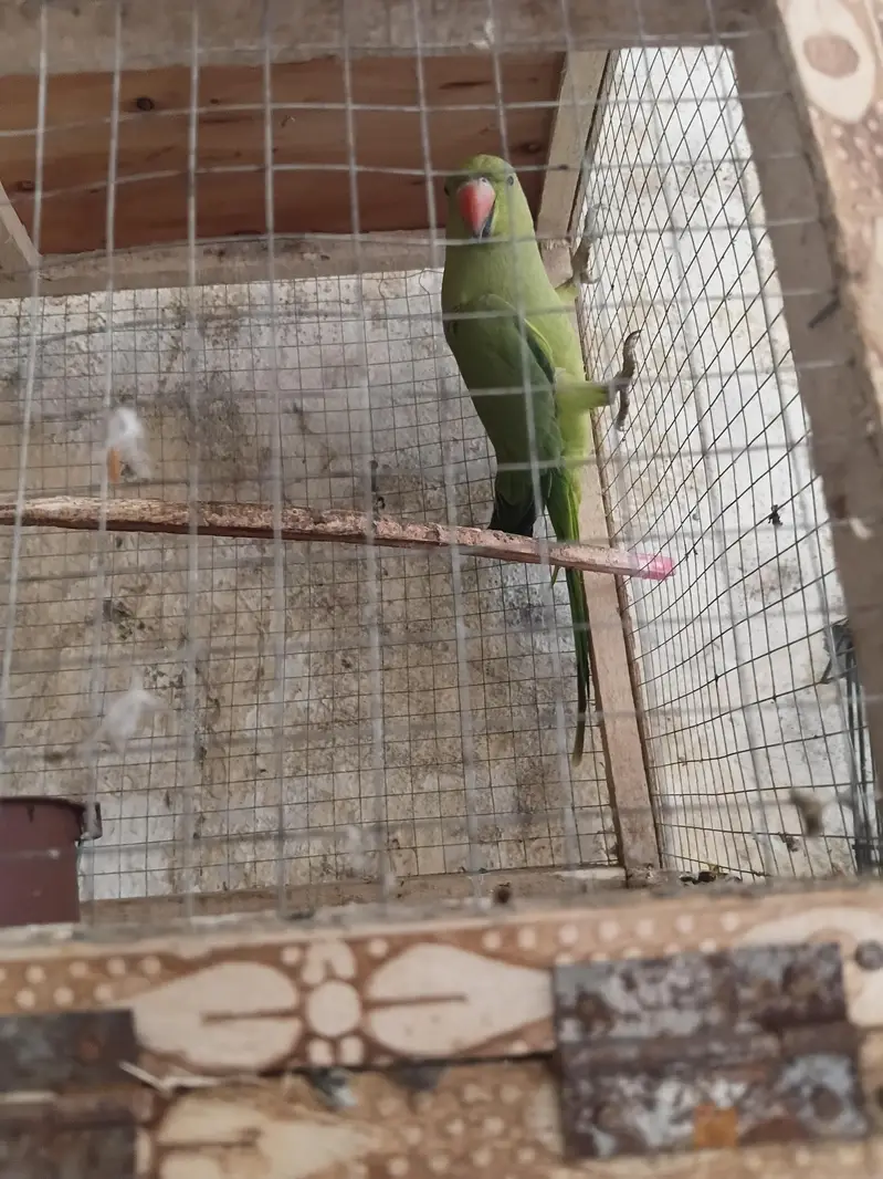Green ring nech female moodlely talking and dancing urgent sale — photo 3