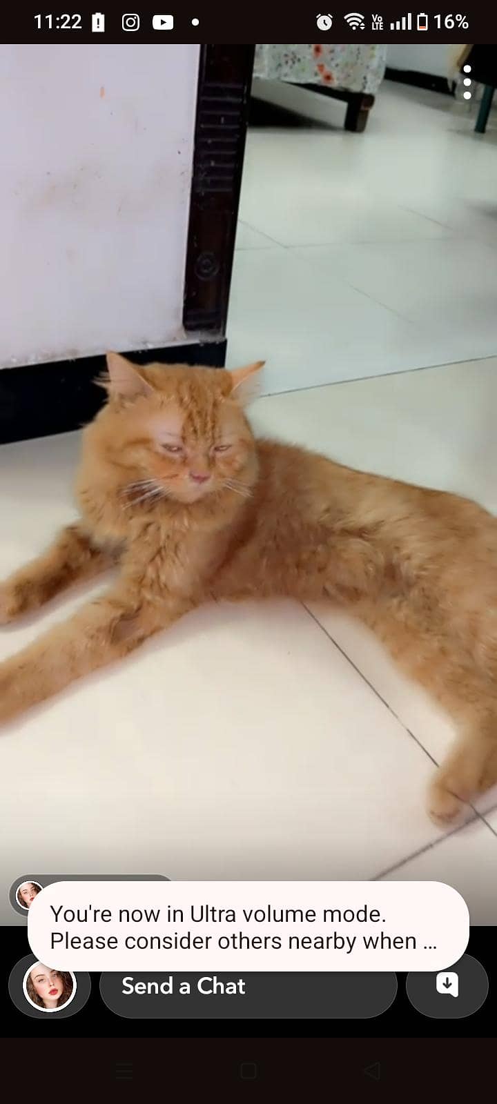 Persian cat 0