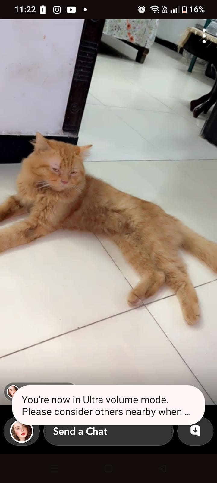 Persian cat 1