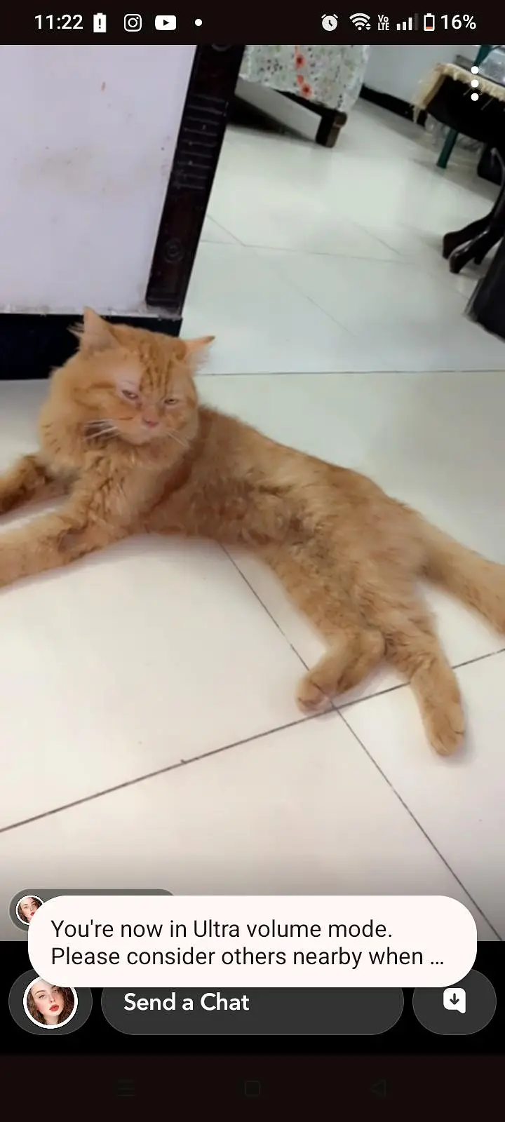 Persian cat — photo 2