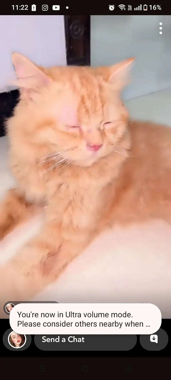 Persian cat — photo 3