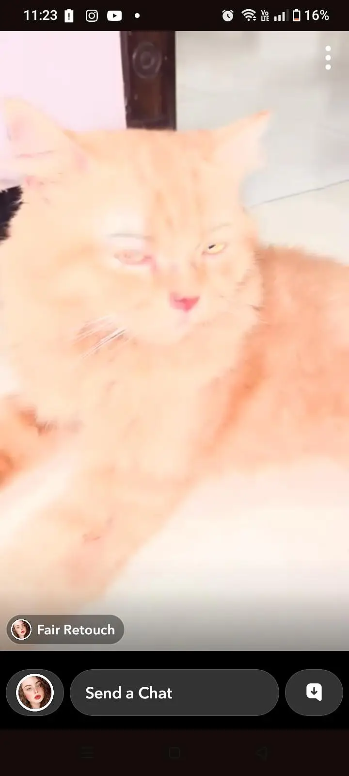 Persian cat — photo 4
