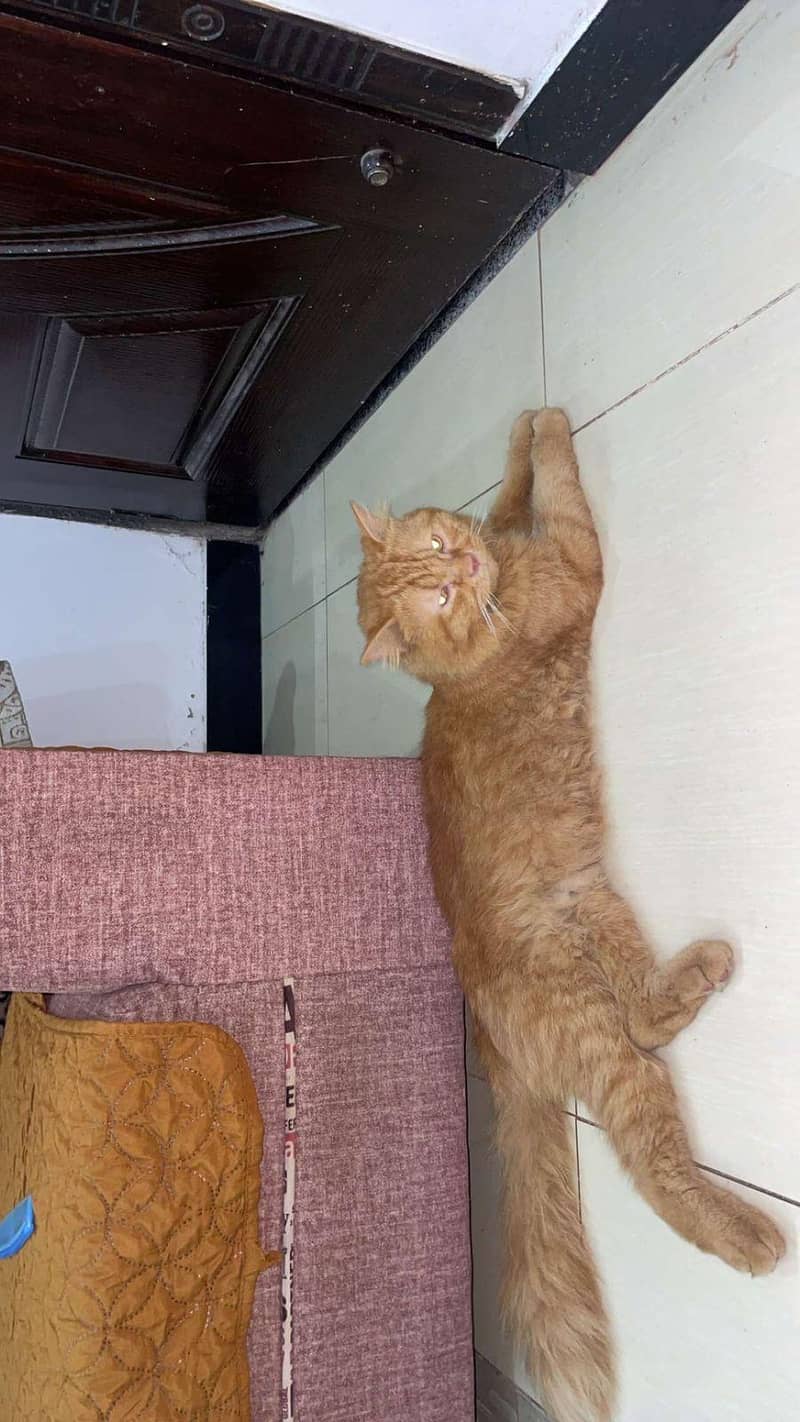Persian cat 4