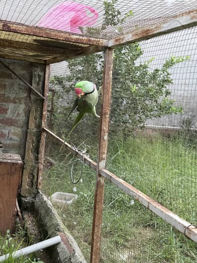 Pair of raw parrot very good quality