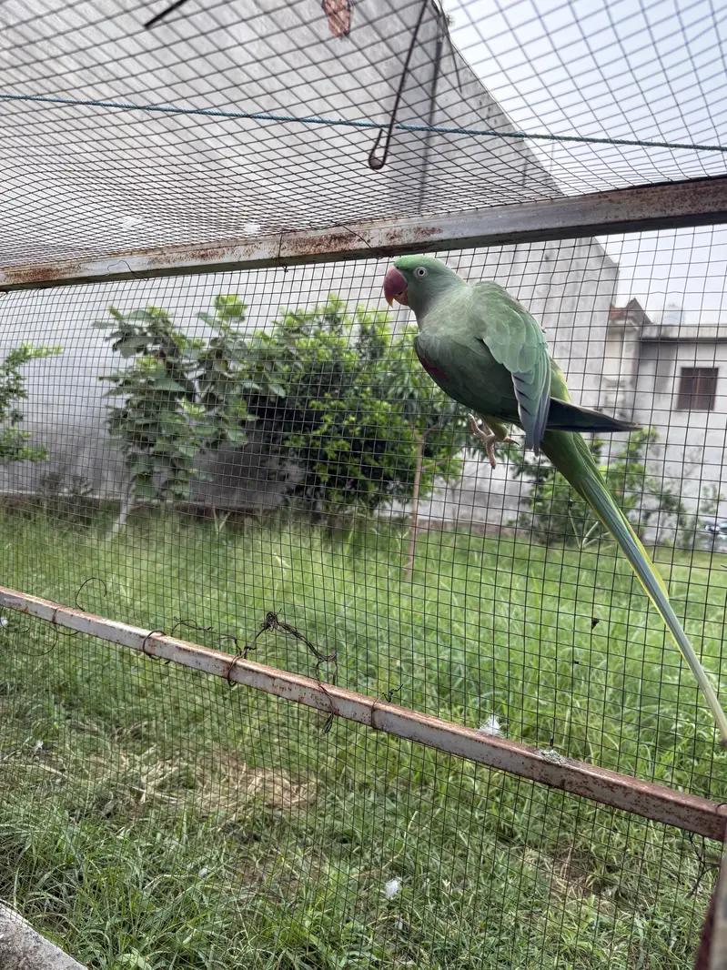 Pair of raw parrot very good quality — photo 2