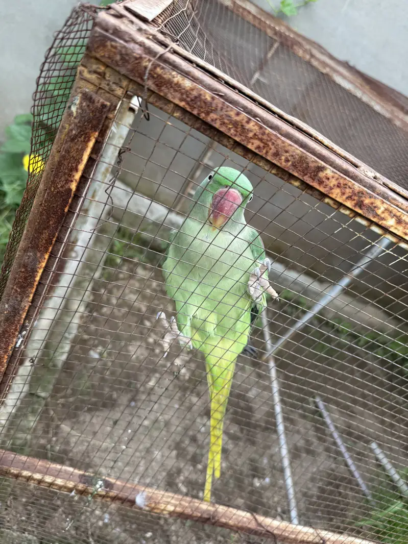 Pair of raw parrot very good quality — photo 3