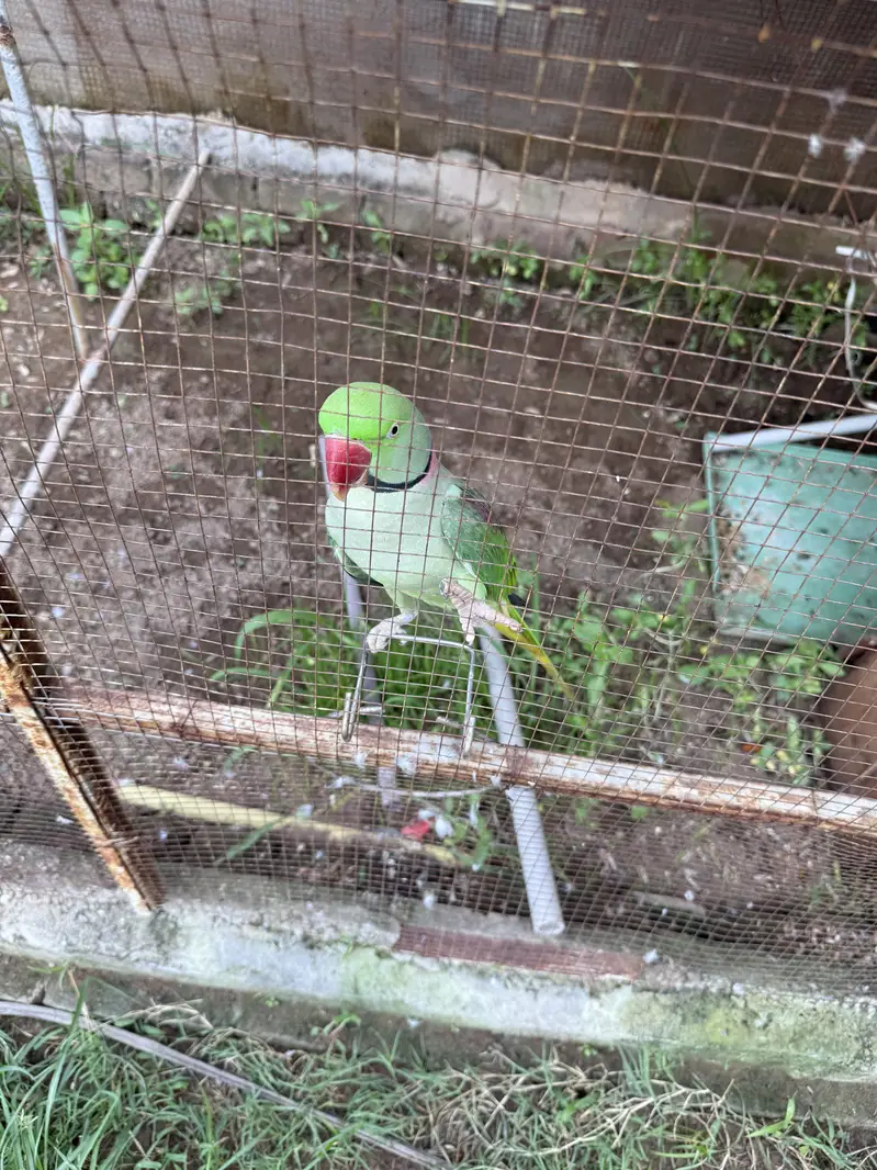 Pair of raw parrot very good quality — photo 4