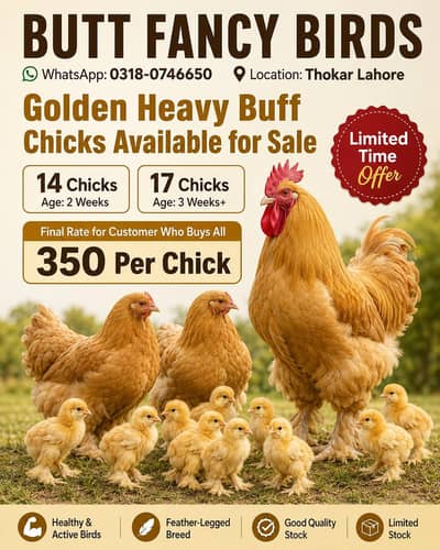 Golden buff chicks available premium quality