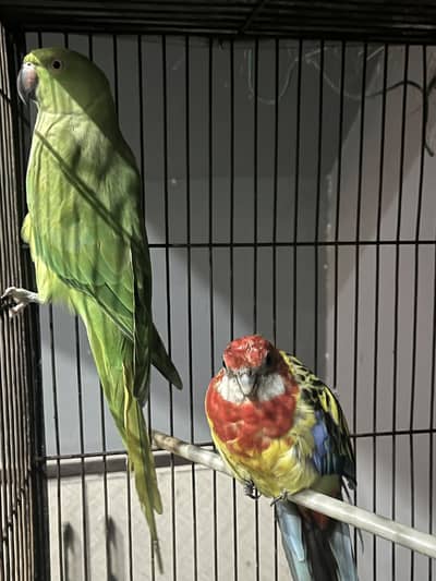 Eastern Rosella Male parrot