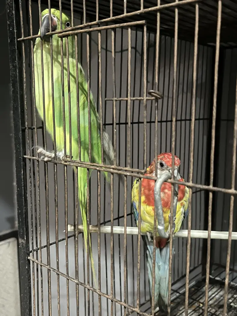 Eastern Rosella Male parrot — photo 2