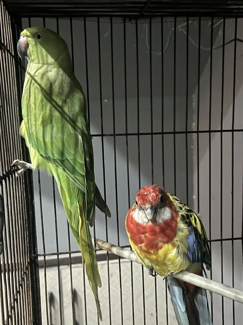 Eastern Rosella Male parrot — photo 3