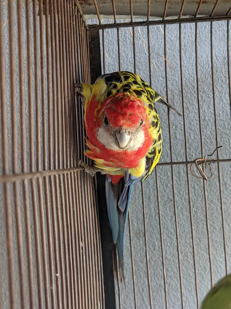 Eastern Rosella Male parrot — photo 4