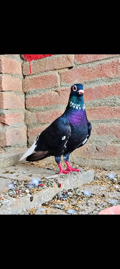 Breeder Female available Healthy and active Heavy buff pair