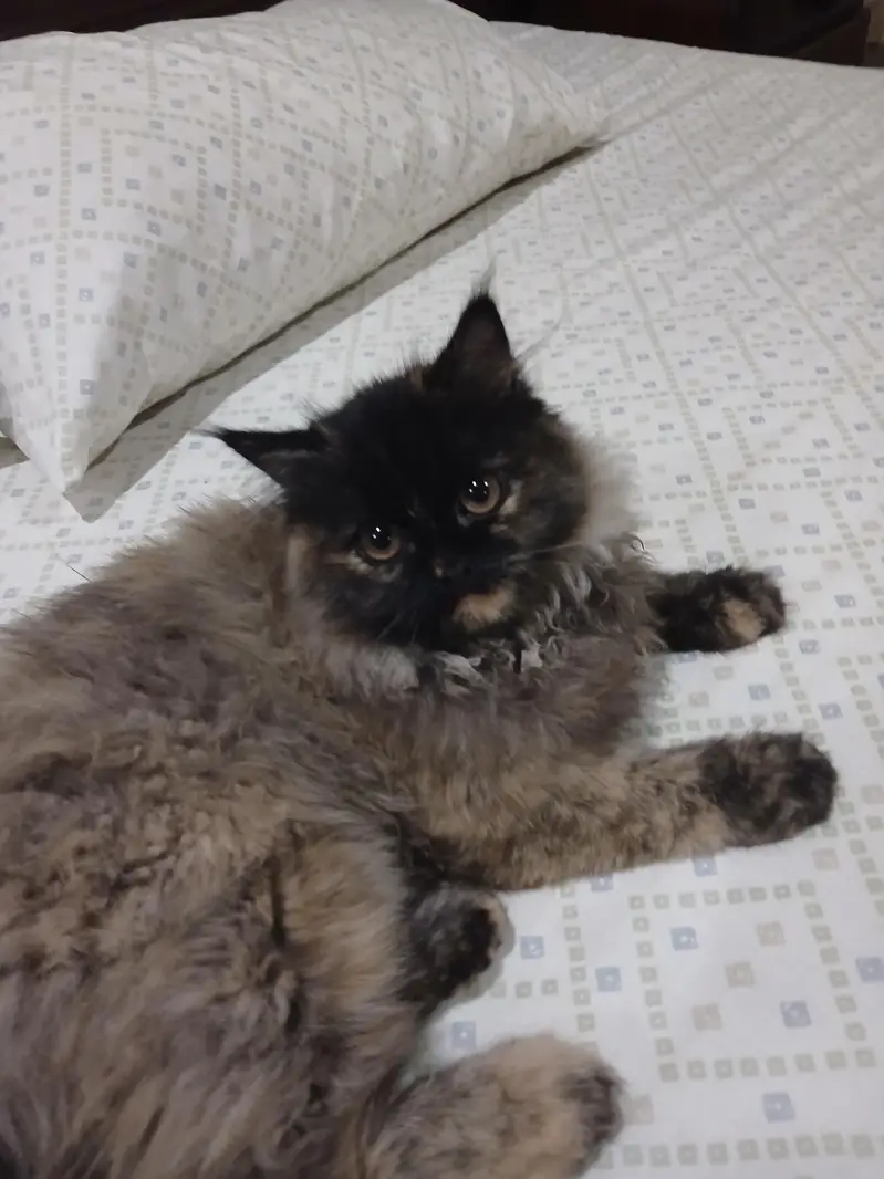 Cat For Sell — photo 2