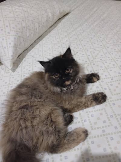 Cat For Sell