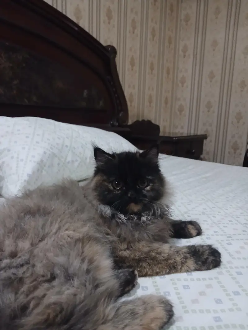 Cat For Sell — photo 3