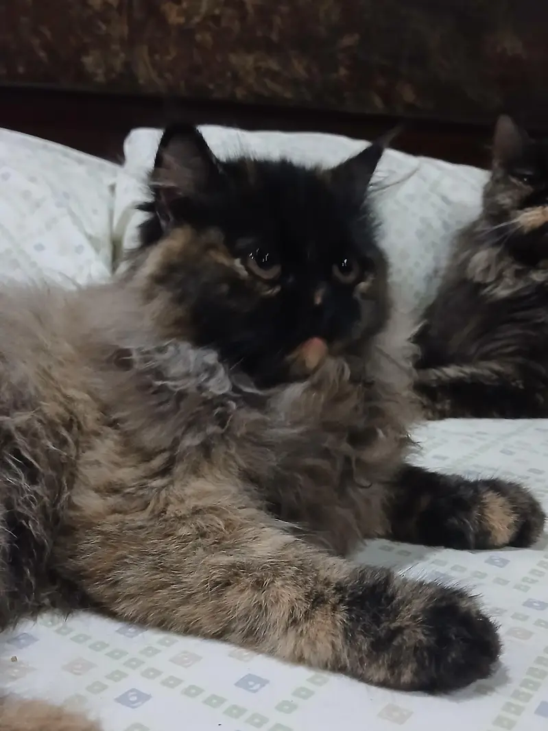 Cat For Sell — photo 4