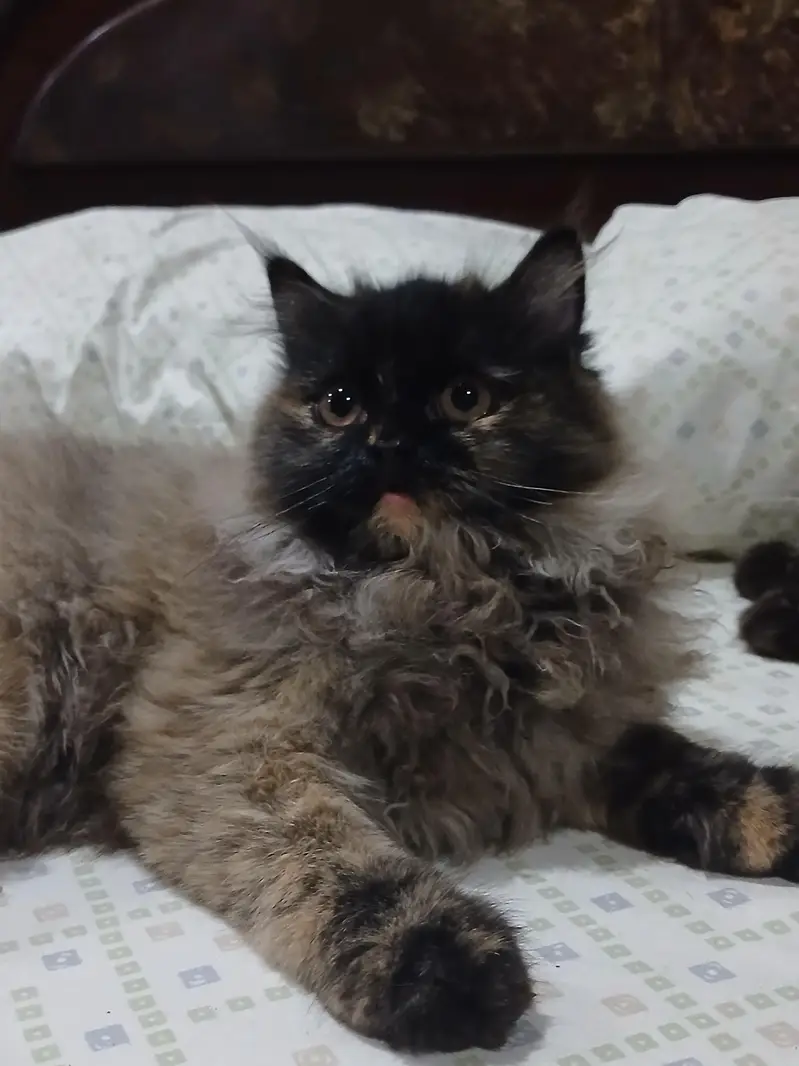 Cat For Sell — photo 5