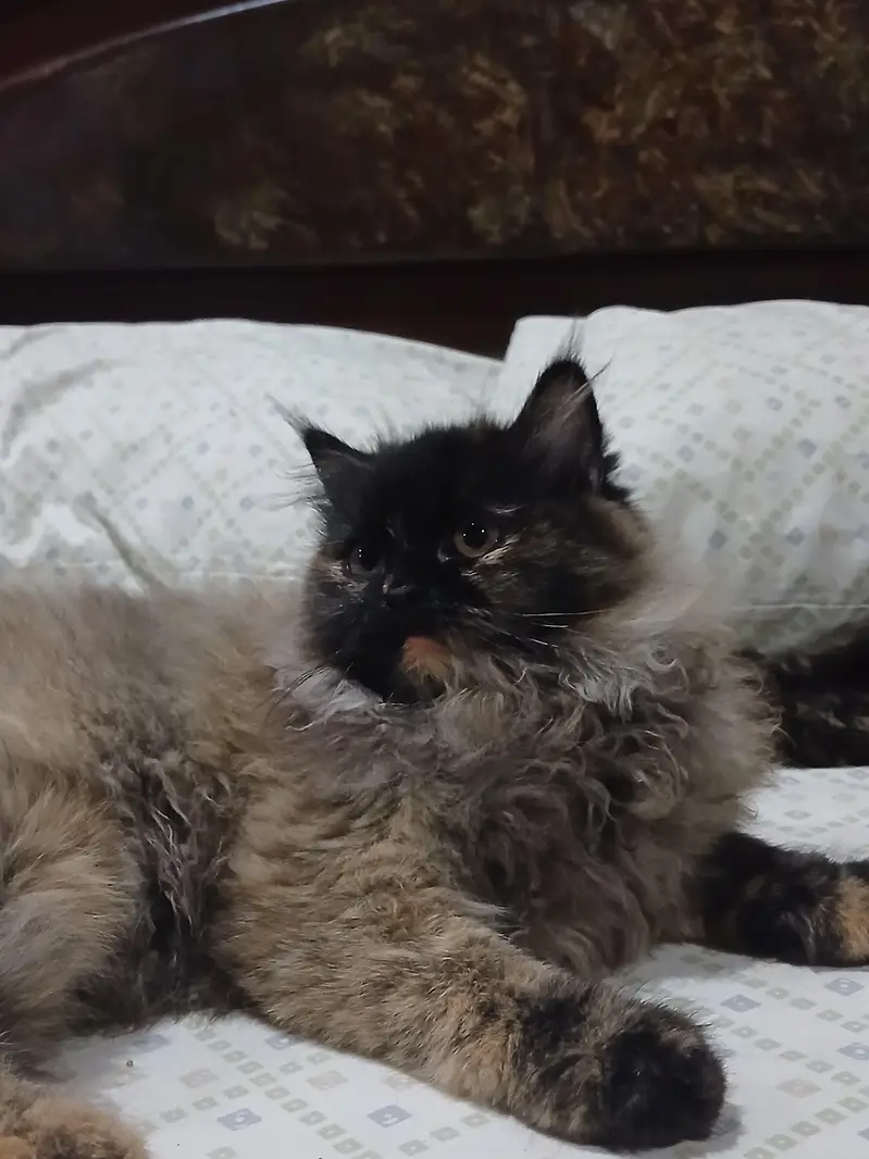 Cat For Sell — photo 6