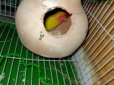 Lotino Lovebird (Female)