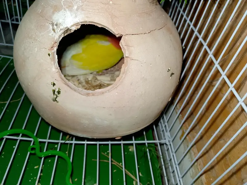 Lotino Lovebird (Female) — photo 2