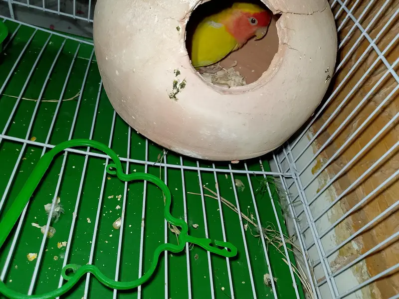 Lotino Lovebird (Female) — photo 3