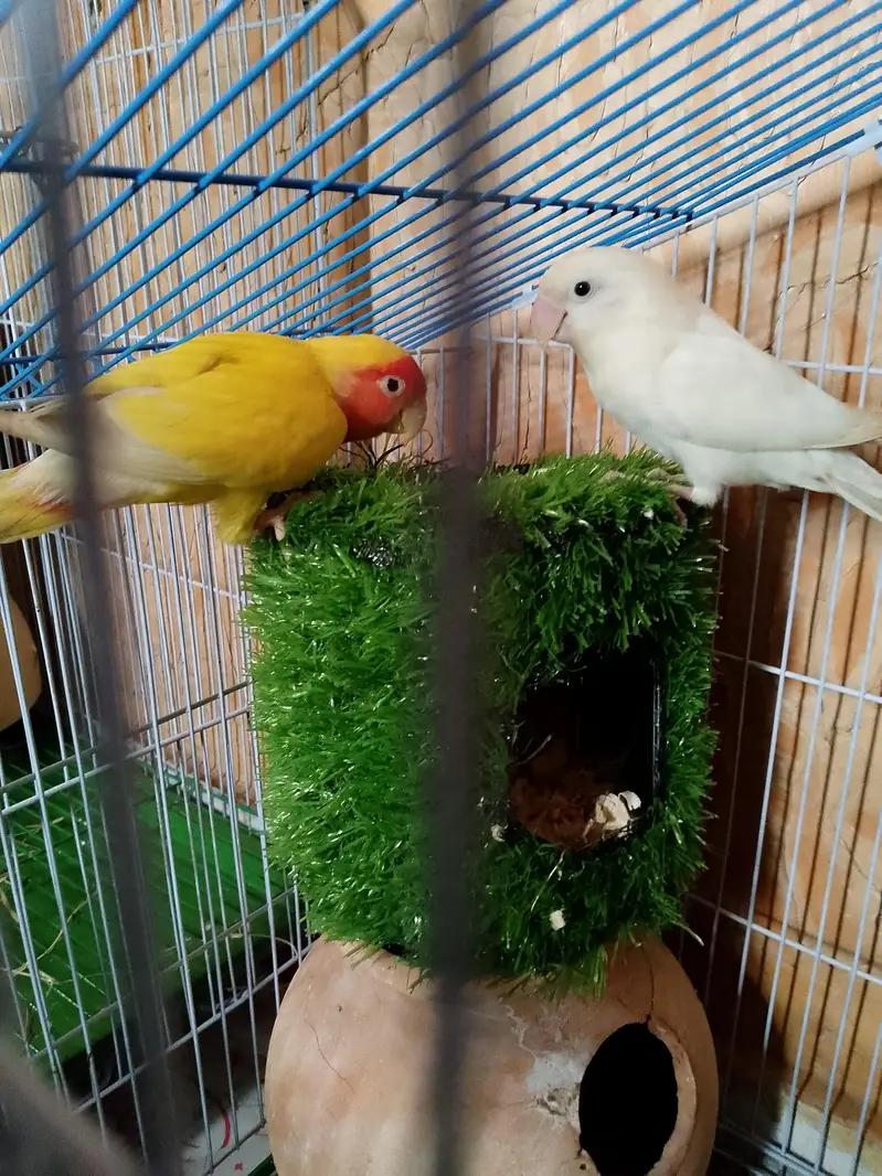 Lotino Lovebird (Female) — photo 4